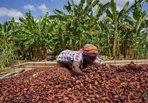 Cocoa Price Rises to GH¢42,400 per Tonne for New Season