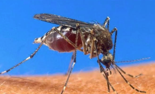 Ministry Declares Yellow Fever Outbreak in Upper West