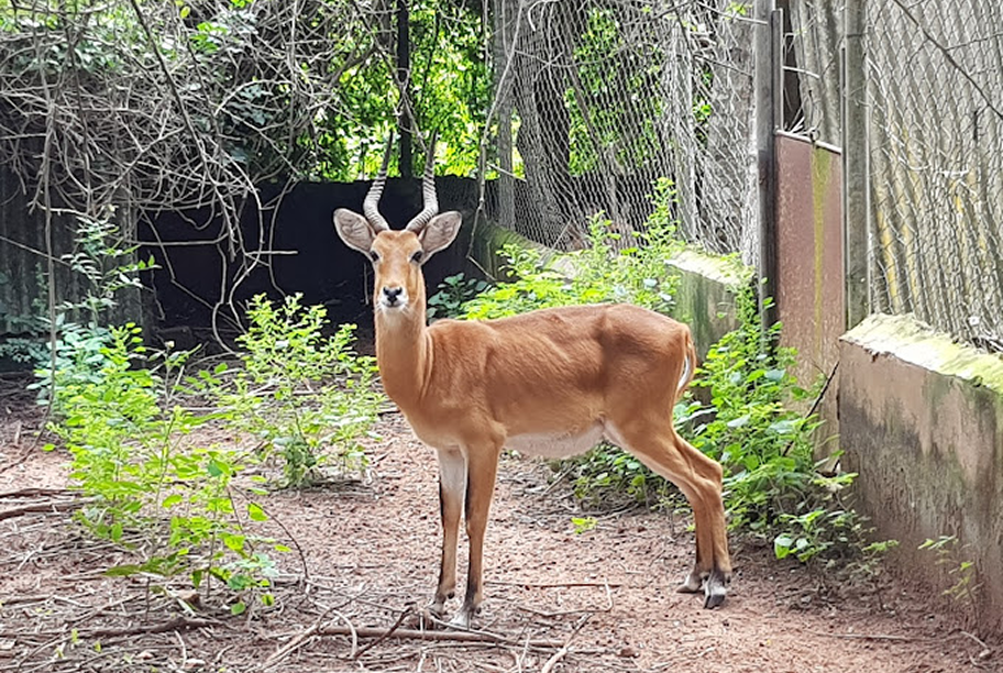 An antelope stands in an enclosure with fencing and vegetation.