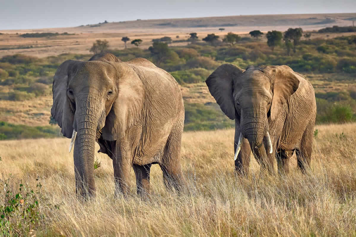 East Africa Safari Overcrowding Sparks Traveler Shift
