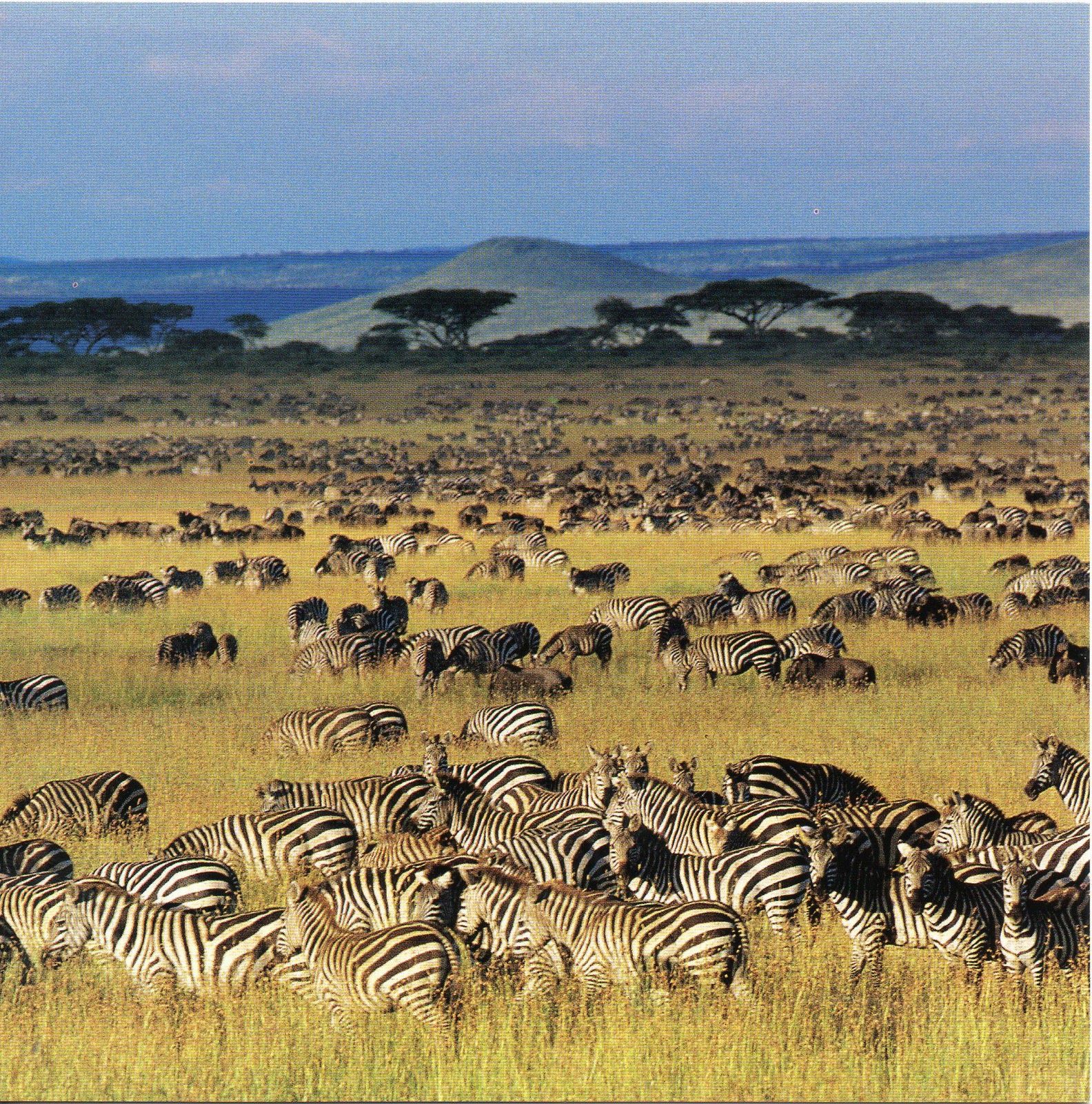 A massive herd of zebras gathered on the plains of Serengeti National Park, Tanzania.
