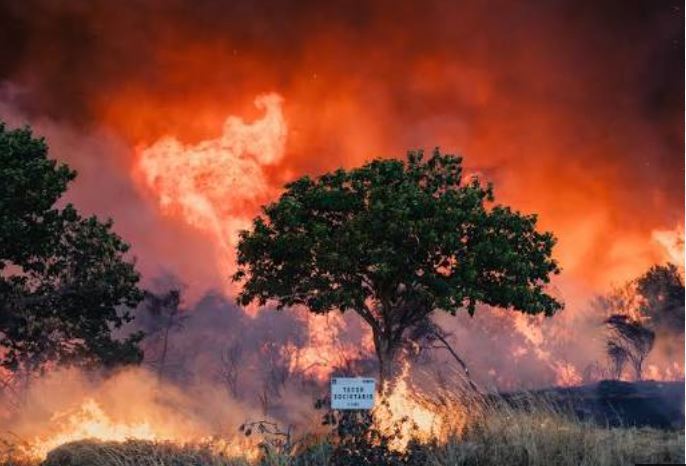 Rainfall Aids Belgium Wildfire Fight as Heatwaves Ravage Europe
